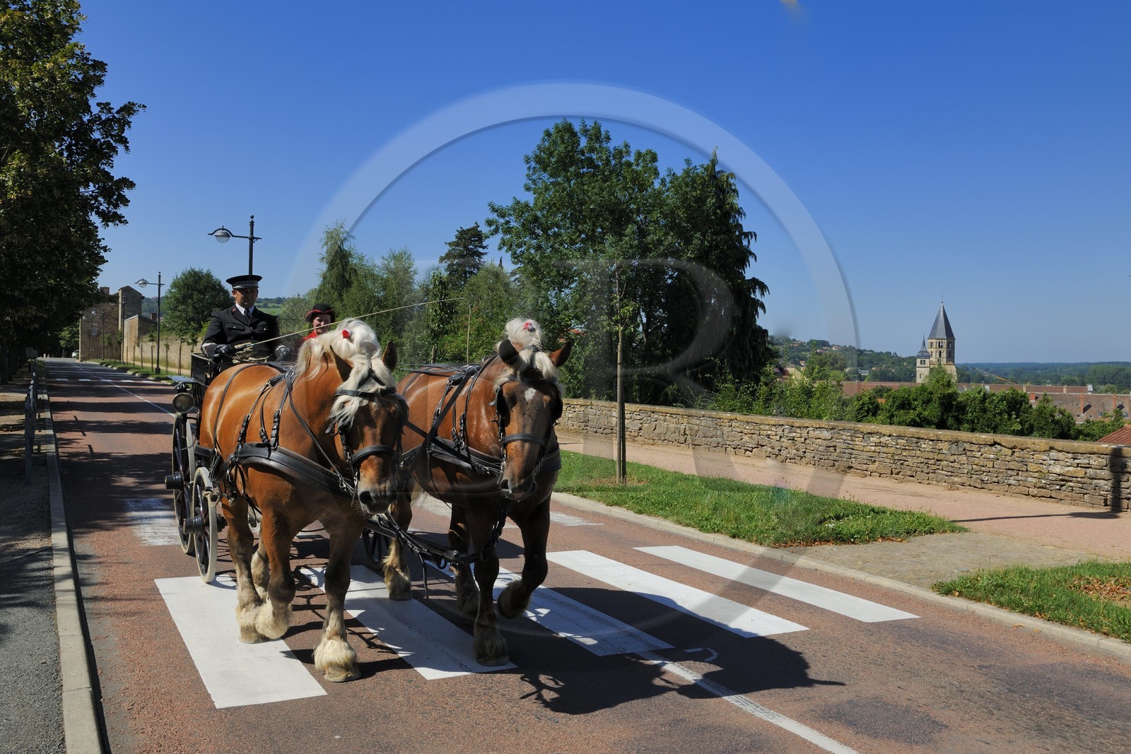 France, Saône et Loire (71), Cluny, attelage du Haras national