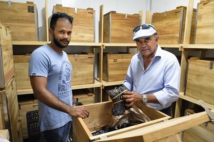 France, Ile de la Reunion, Saint-Louis, Domaine de Bellevue, producteur de vanille biologique cultivée sous des panneaux photovoltaïques, gousses de vanille Planifolia cristallisée avec 24 mois d'affinage minimum dans des coffres en bois de tamarin de récupération, le gérant Pierre Saint-Lambert et son père Jean Edwards Saint-Lambert