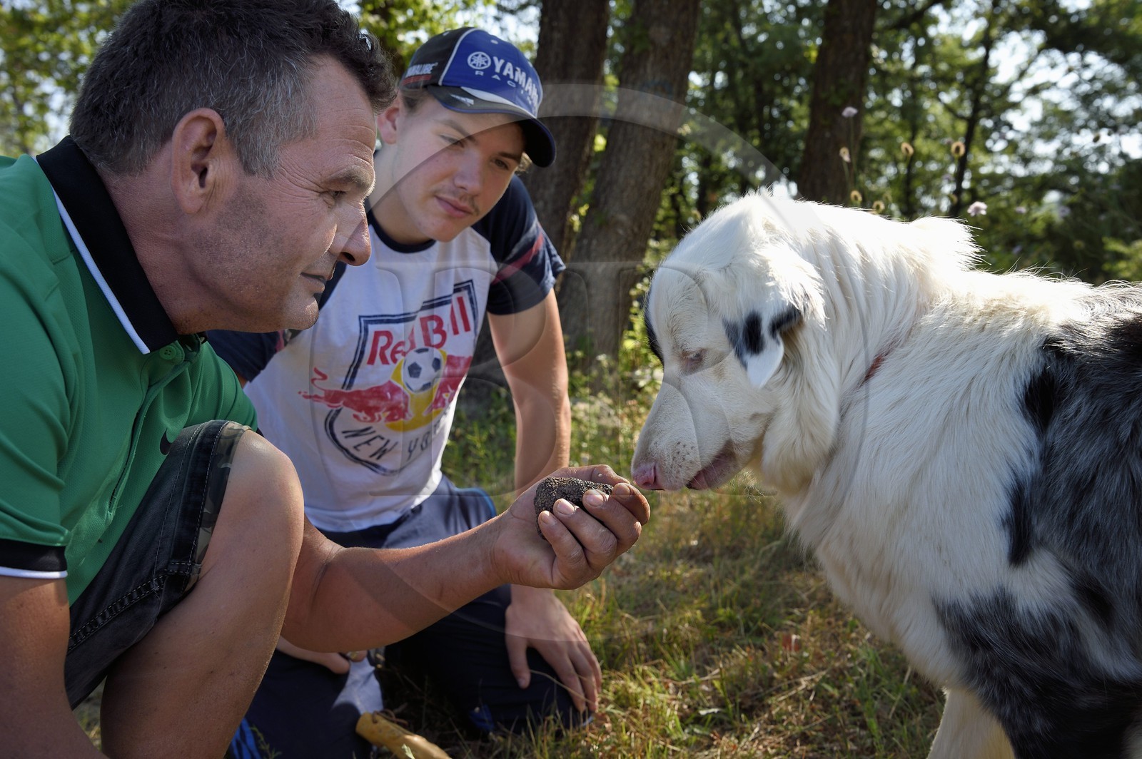 France, Var (83), Provence Verte, Bras, domaine de la maison d'hotes Le Peyrourier, le sourcier et trufficulteur Philippe Boit et son fils Baptiste, accompagnés de la chienne truffière Fanny ayant trouvé des truffes