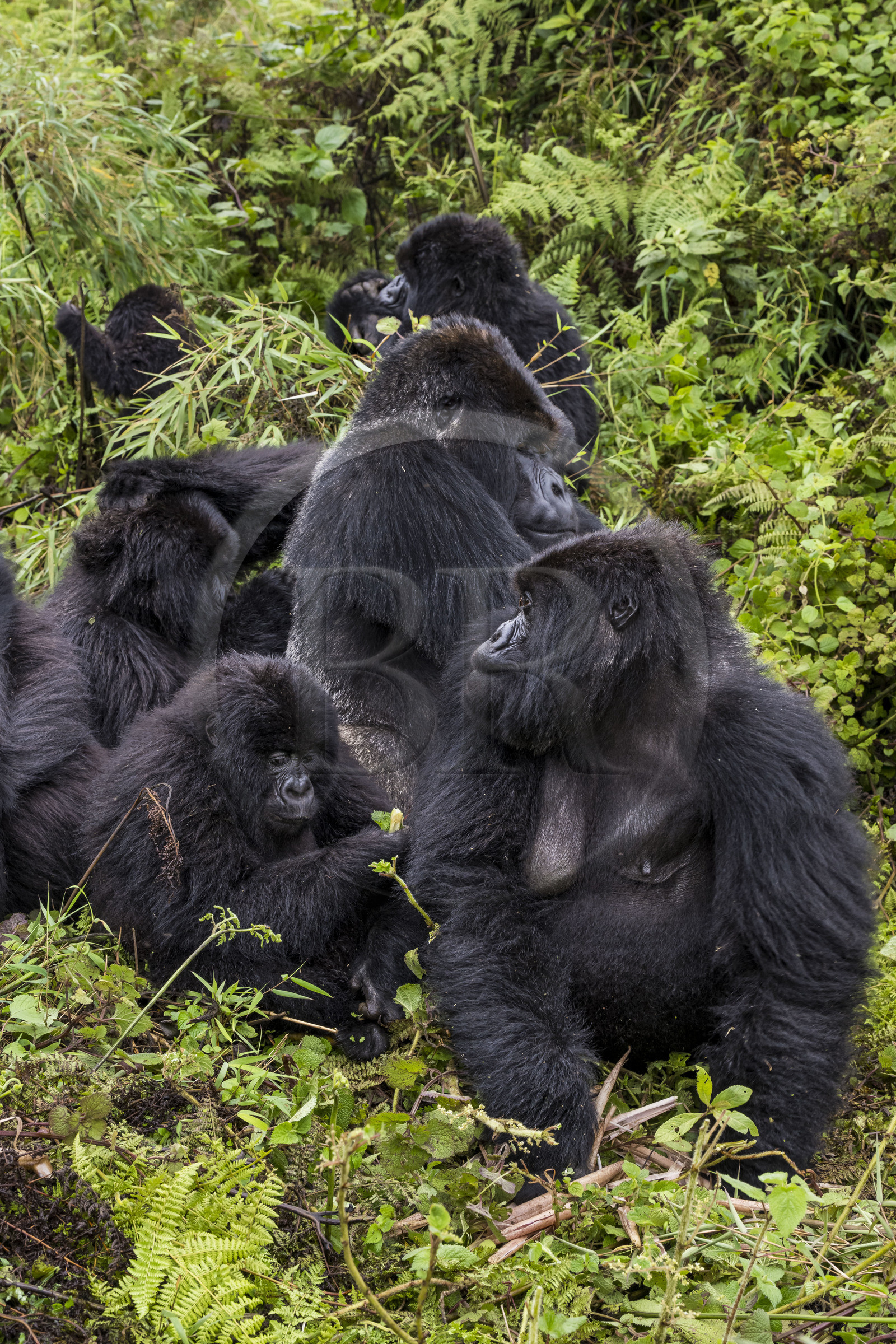 Rwanda, North Province, Volcanoes National Park in the chain of the Virunga Mountains, Mount Karisimbi, mountain gorillas (Gorilla beringei beringei) of the Susa group