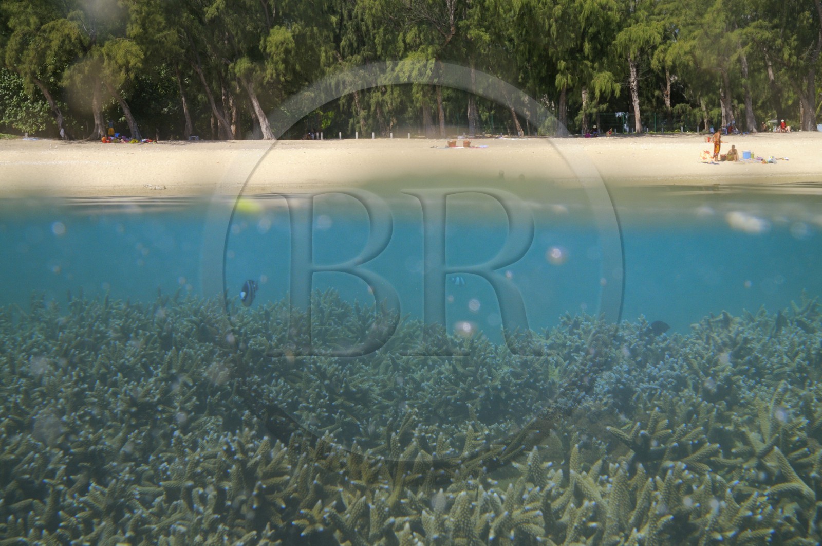 France, île de la Réunion, le récif corallien du lagon de la plage de Saint-Gilles et de l'Ermitage (vue sous-marine)