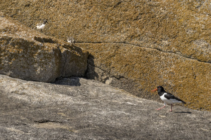 France, Finistère (29), Pays des Abers, Ile Vierge dans l'archipel de Lilia, huitrier pie (Haematopus ostralegus)