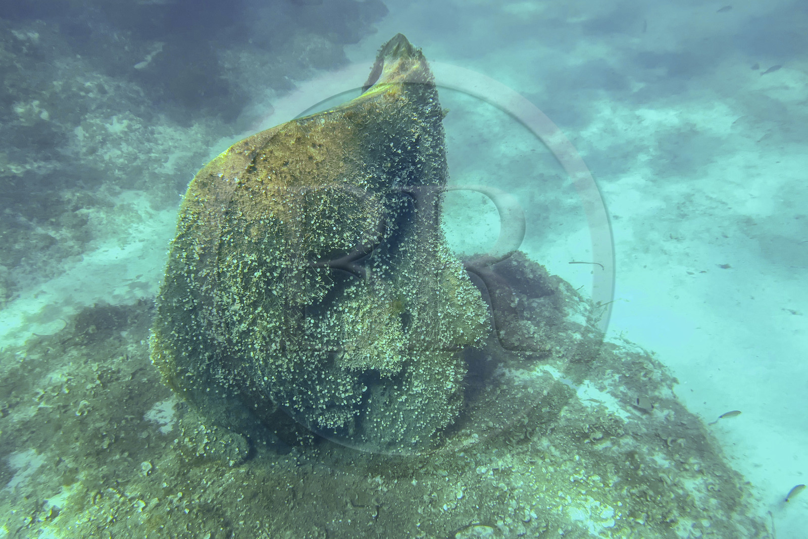 France, Alpes-Maritimes (06), Cannes, Iles de Lérins, Ile Sainte-Marguerite, l’écomusée sous-marin formé de statues monumentales de l’artiste Jason deCaires Taylor, moulées selon les visages de 6 Cannois et immergées à une distance allant de 84 à 132 mètres du rivage pour une profondeur de 3 à 5 mètres