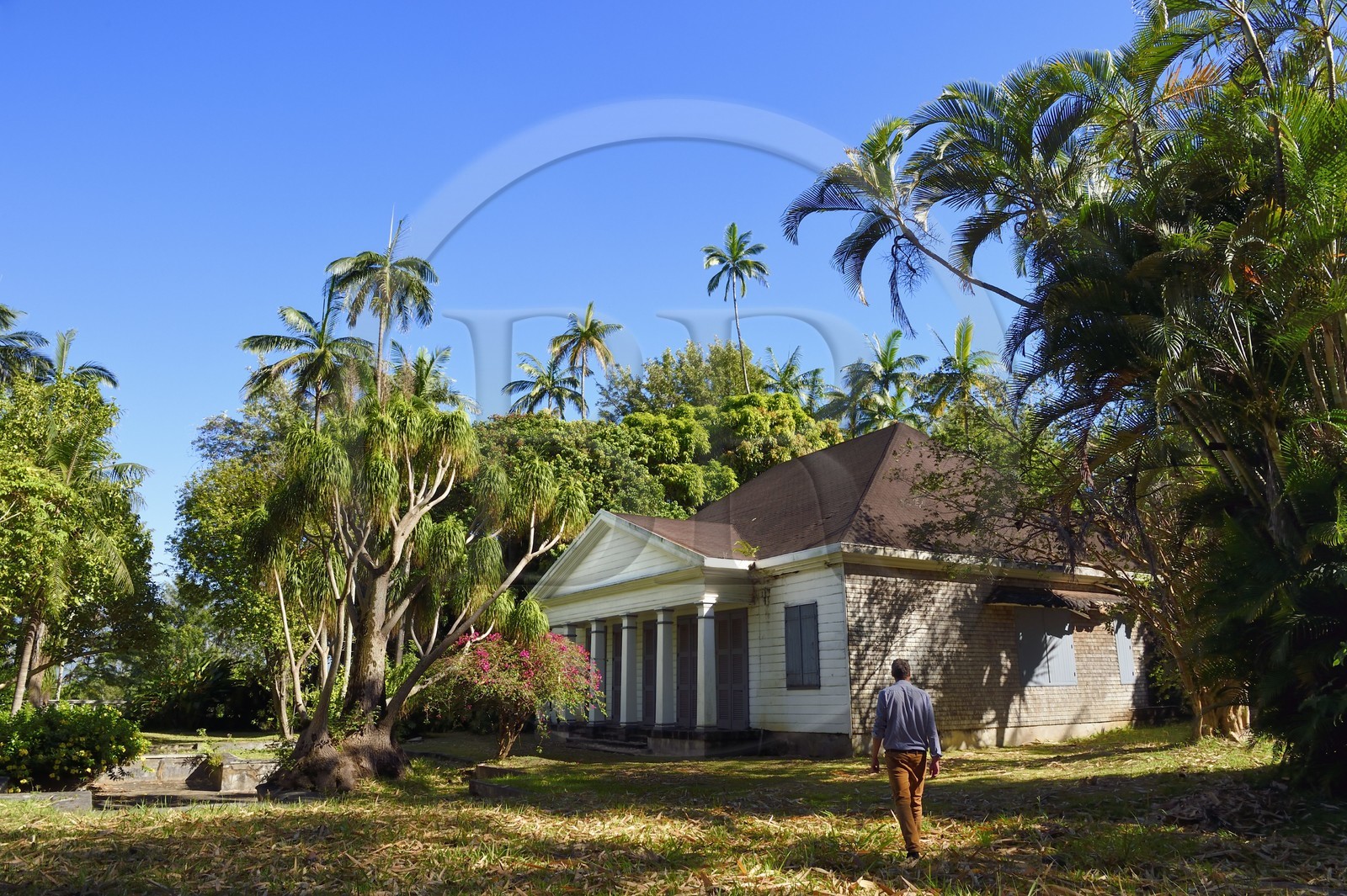 France, Reunion island (French overseas department), historic Case (house) of the Isautier family plantation in the heights of Saint-Pierre, in the foreground on the left a tree called Elephant's Foot (Beaucarnea recurvata)