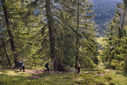 France, Vosges, Le Valtin, hike in the Valtin valley in the upper Meurthe valley, crossing a white fir tree forest