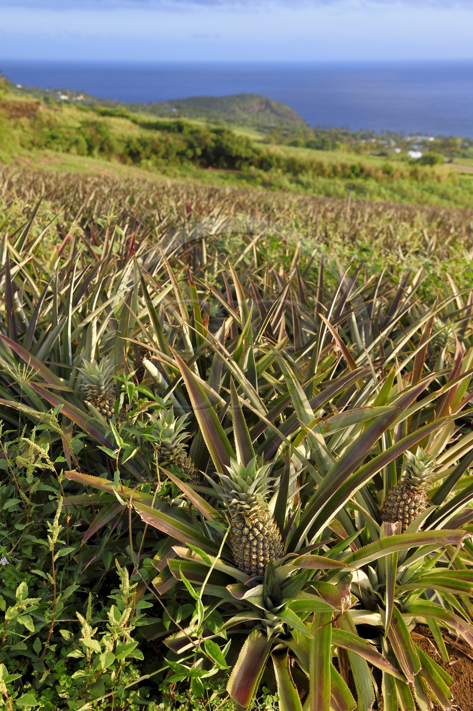 France, Ile de la Reunion, côte sud, Petite-Ile, plantation d'ananas Victoria