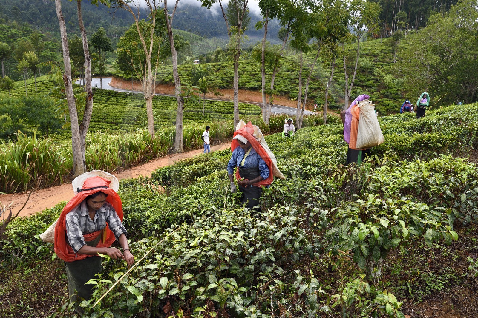 Sri Lanka, Province d'Uva, Bandarawela, femme tamoul travaillant à la cueillette des feuilles dans une plantation de thé