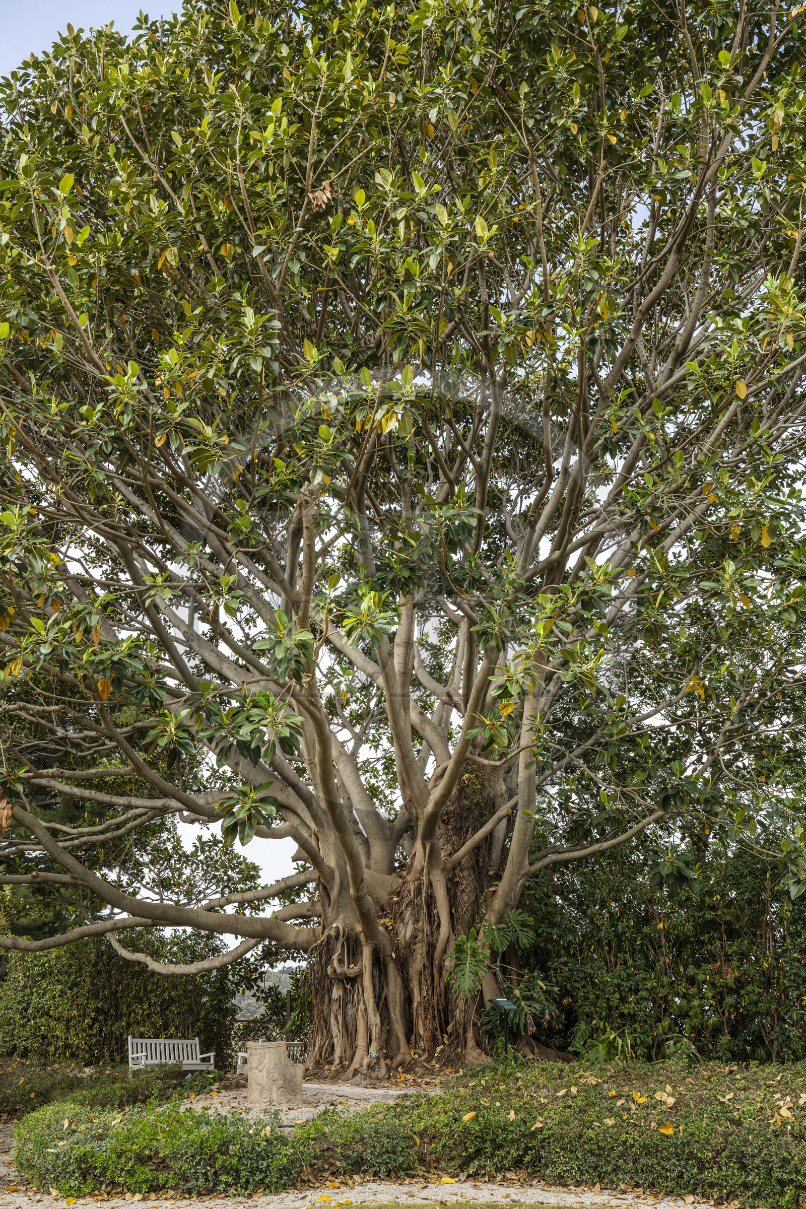 France, Alpes-Maritimes, Saint Jean Cap Ferrat, Villa and Gardens Ephrussi de Rothschild, Moreton Bay fig or Australian banyan (Ficus macrophylla), remarkable tree