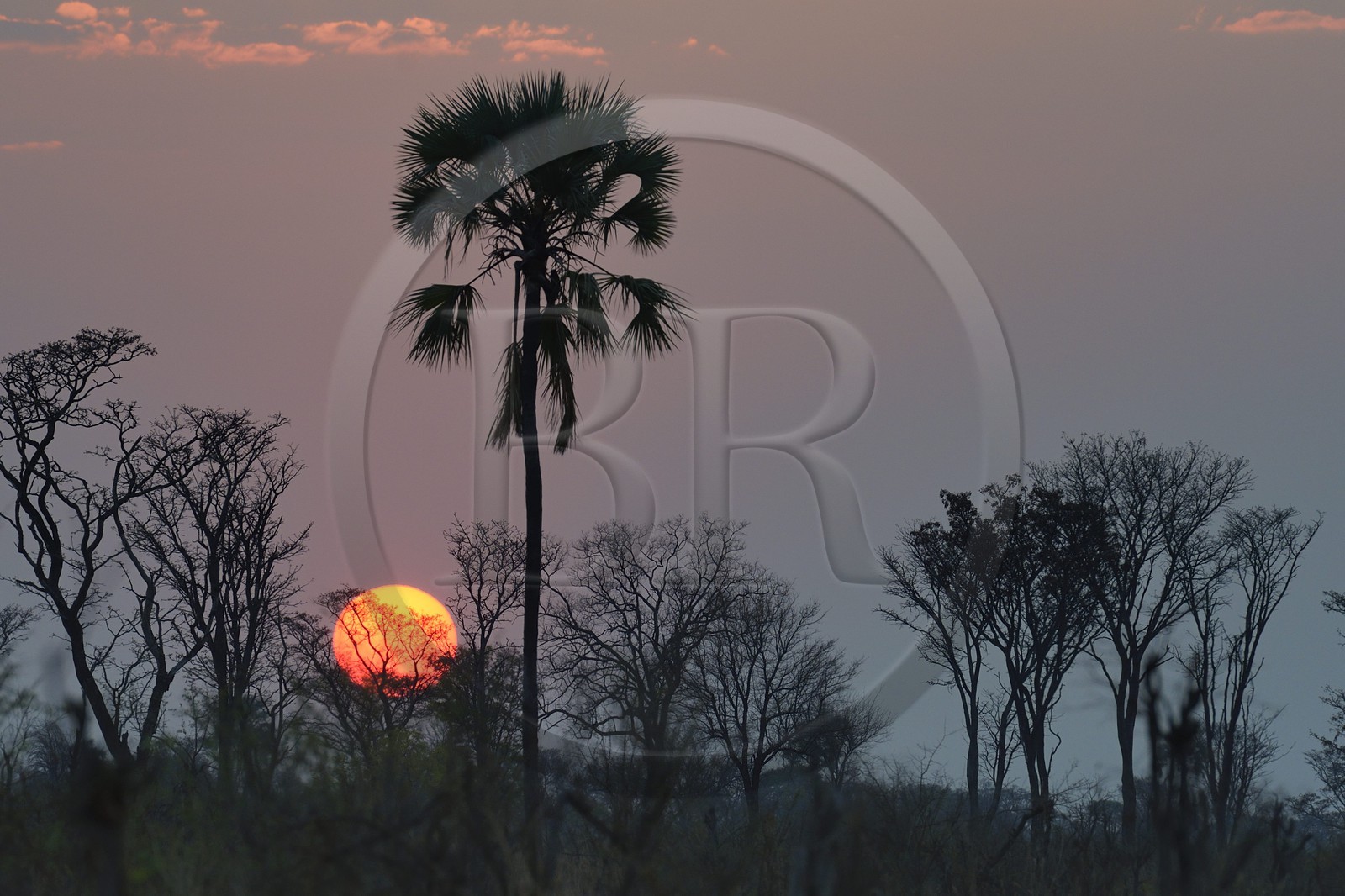 Zimbabwe, province de Matabeleland septentrional, parc national Hwange, coucher de soleil dans la savane