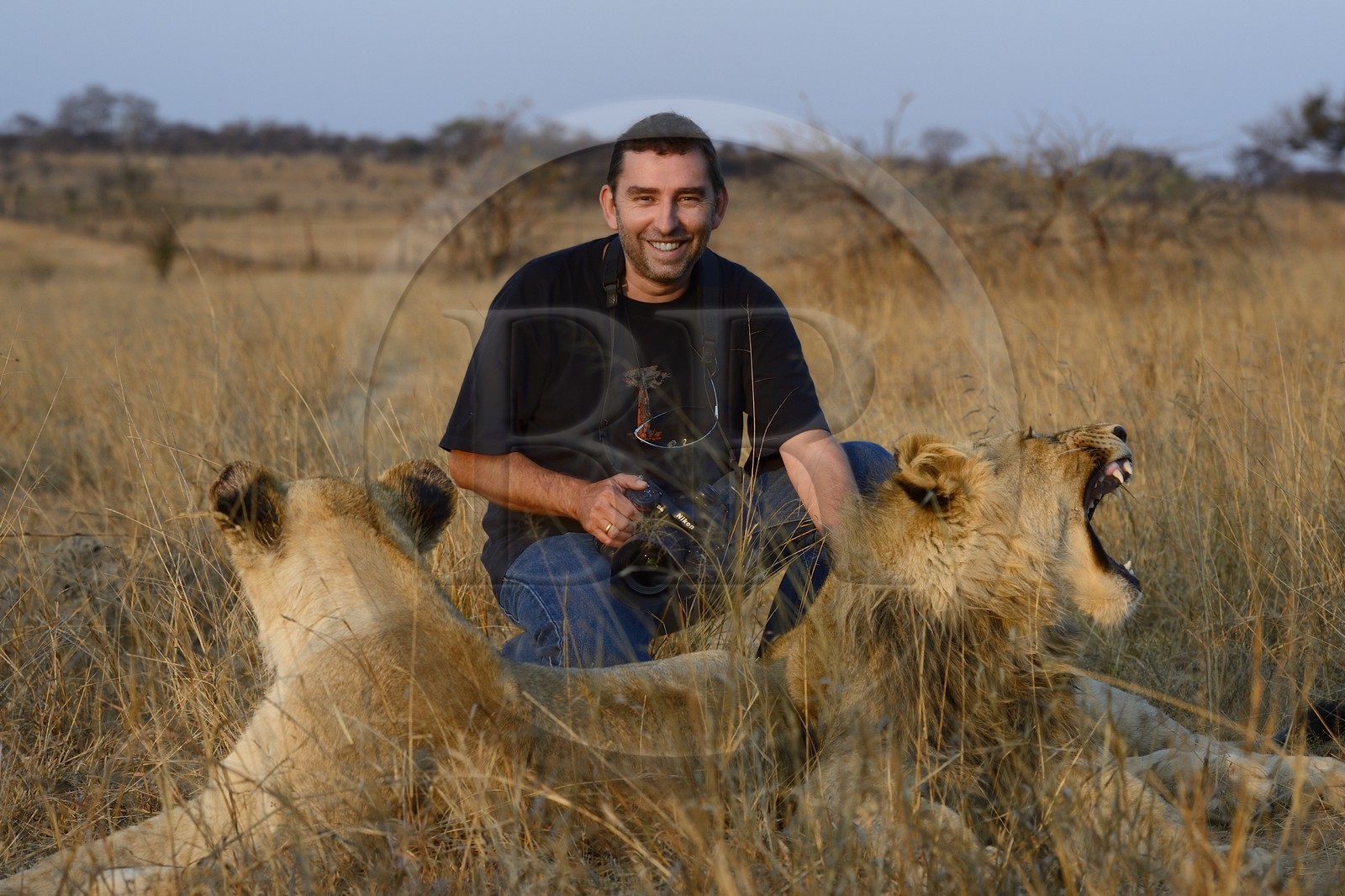 Zimbabwe, province des Midlands, Gweru, Antelope Park qui abrite ALERT (African Lion and Trust Environmental Research)