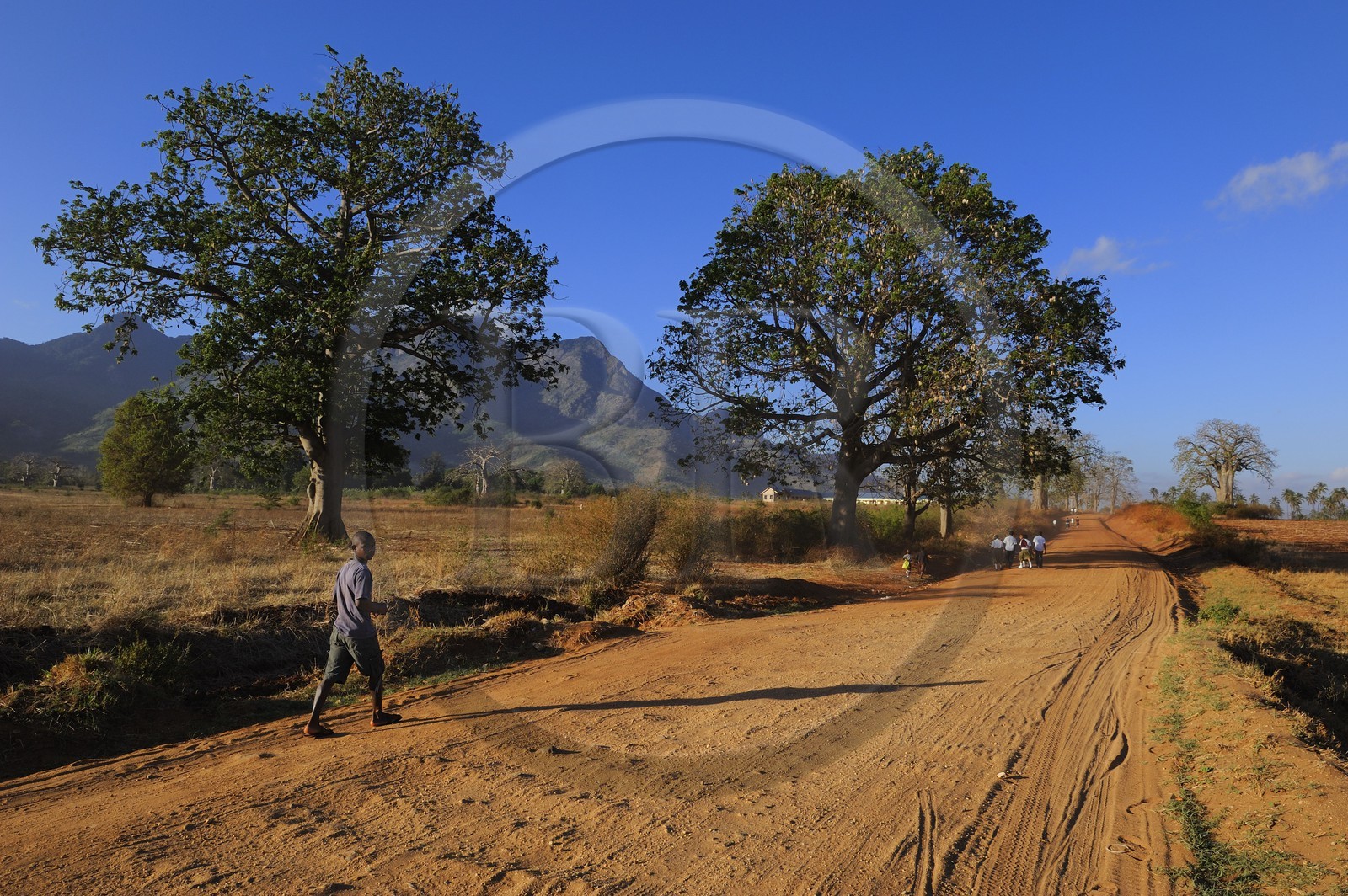 Tanzania, Morogoro district, Uluguru mountains, the Matombo track