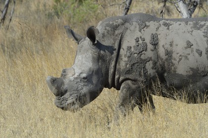 Zimbabwe, province de Matabeleland méridional, Matobo ou Matopos Hills National Park, classé Patrimoine Mondial de l'UNESCO, rhinocéros blanc (Ceratotherium simum), adulte male d'environ 15 ans