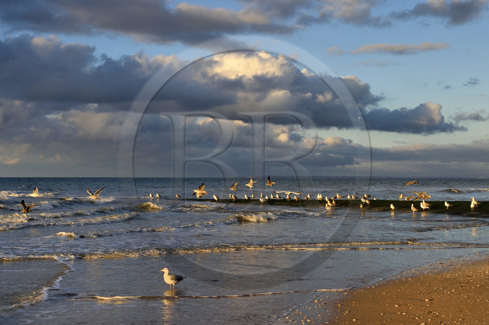 France, Calvados, Pays d'Auge, the cote Fleurie (Flowered coast), Cabourg, gulls on the beach