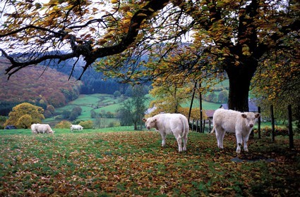 France, Nievre, Movran area, Charolaise cows in a meadow in autumn
