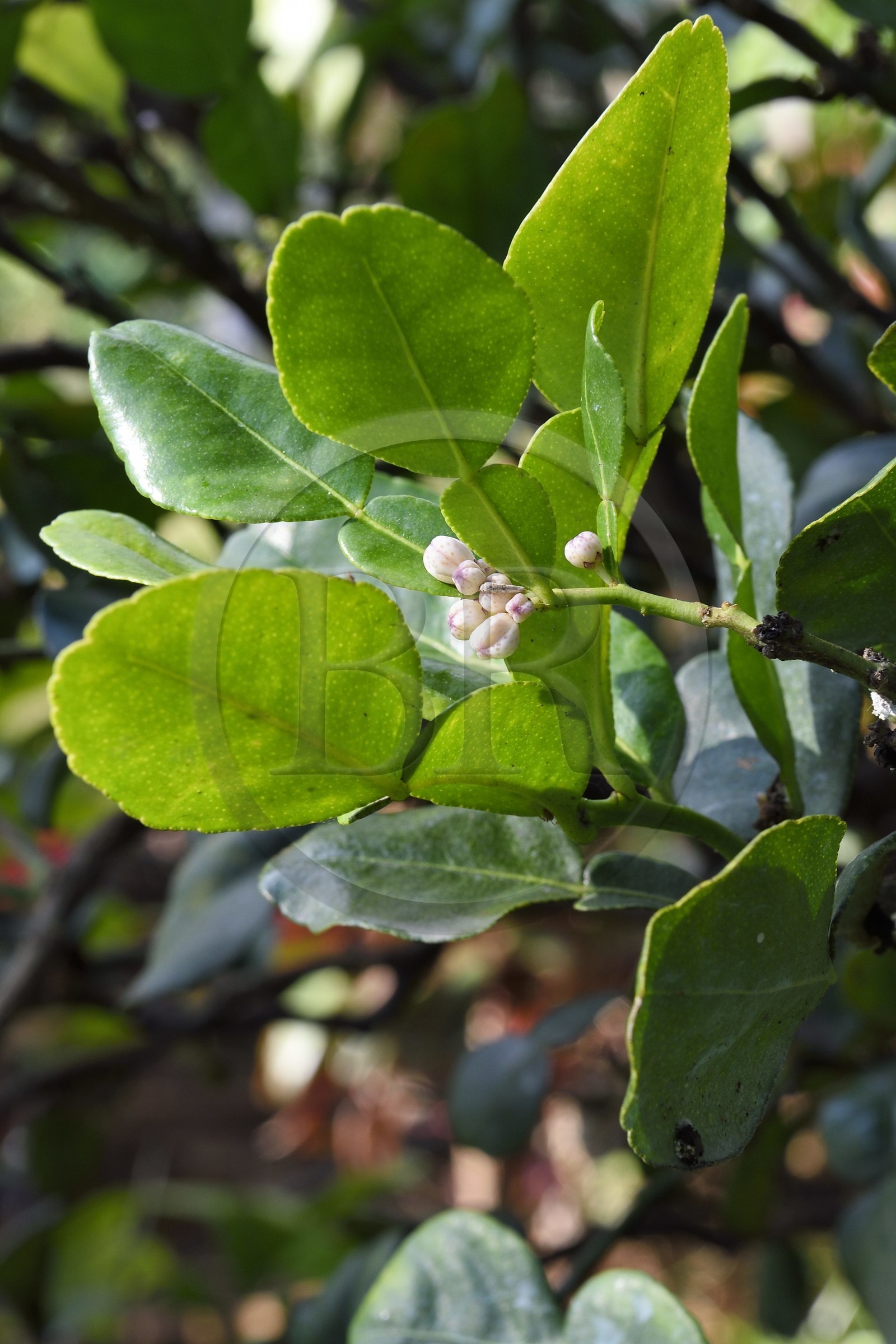 France, Ile de la Reunion, Petite-Ile, jardin tropical, arbre du Combava (Citrus hystrix), la double feuille et la fleur