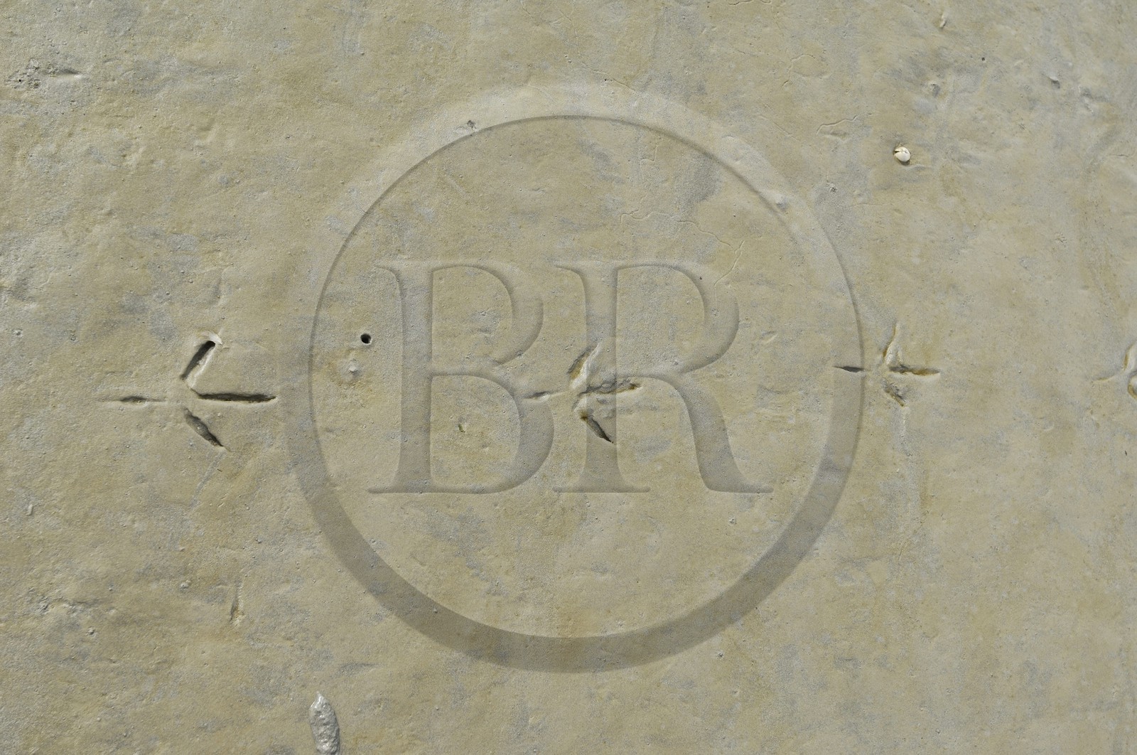 France, Manche, Bay of Mont Saint Michel, traces of gull in the mud