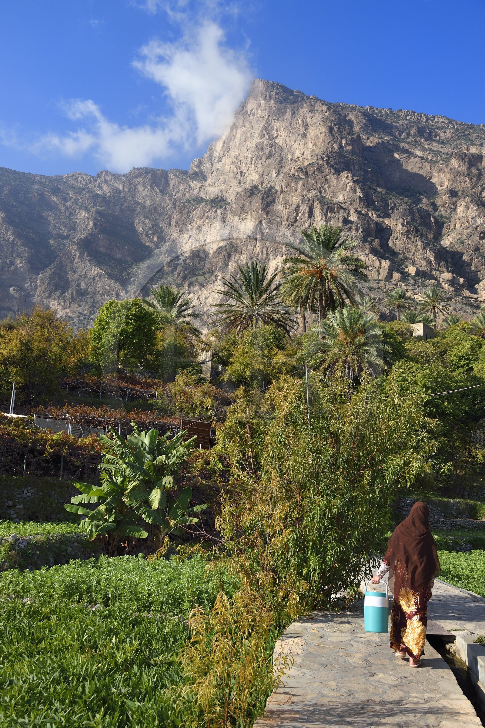 Sultanat d'Oman, Gouvernorat d'Al-Batina du Sud, Hajar occidental, Wadi Mistall, femme dans les cultures en terrasses au dessus du village de Wakan (Wukan) et le sommet du Qarn Wukan (2501m) en arrière plan