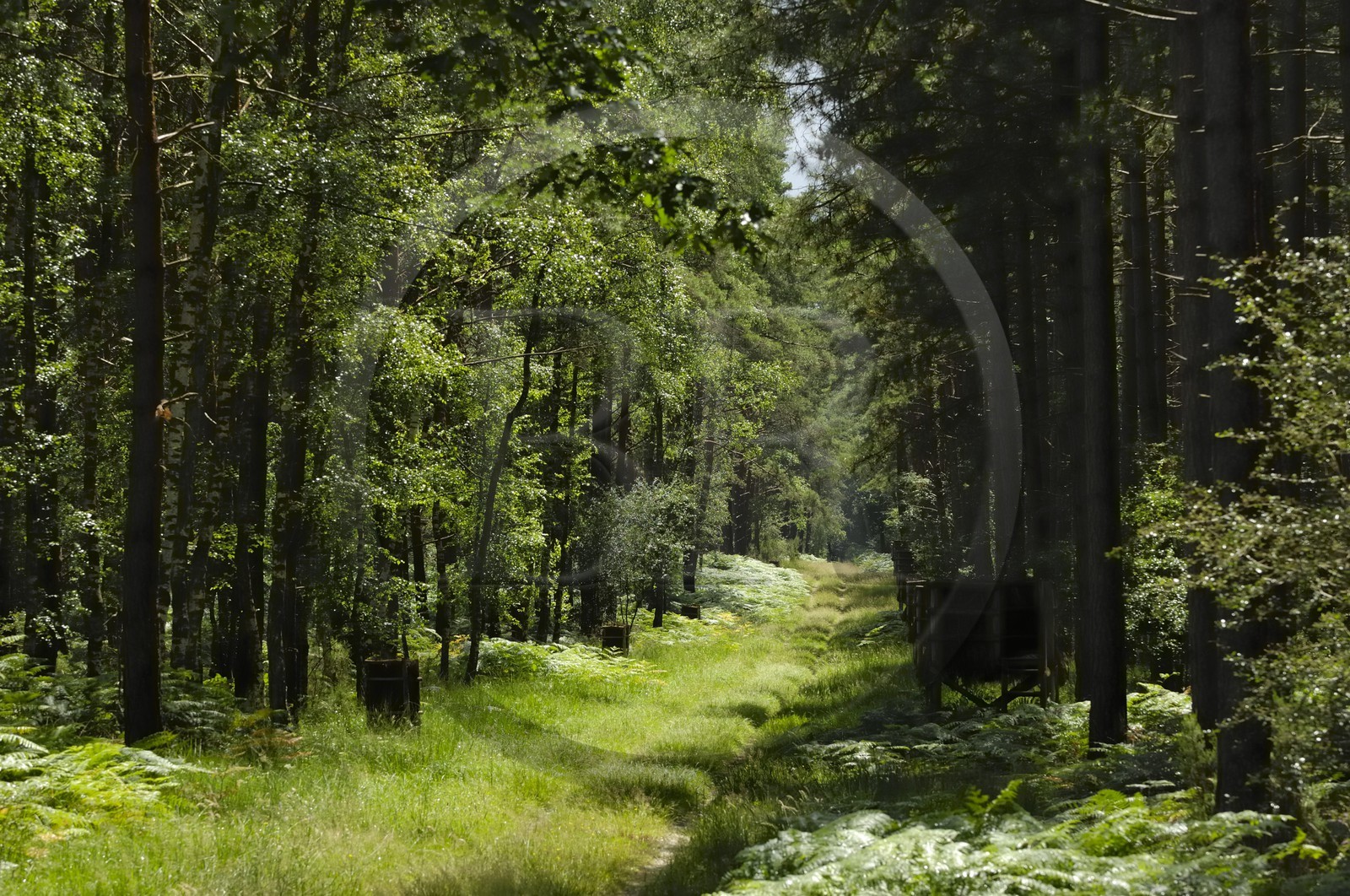 France, Loir et Cher, Chateau de Chambord forest