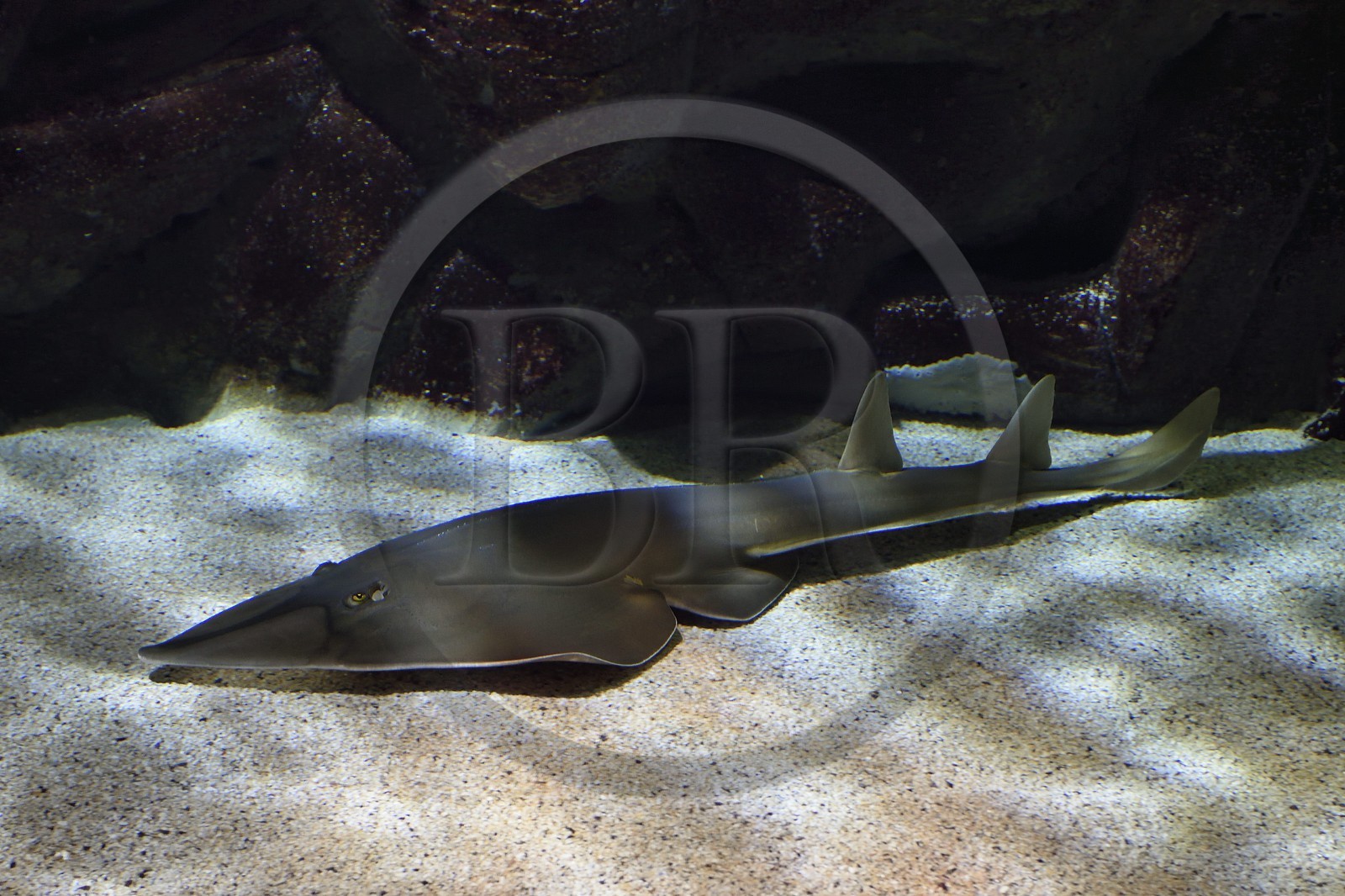 France, Charente-Maritime, La Rochelle, Aquarium La Rochelle, Compulsory Mention, oceanic zone, giant guitarfish (Rhynchobatus djiddensis)