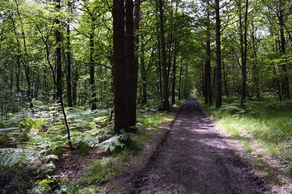 France, Ille-et-Vilaine (35), chemin chemin de la forêt de Brocéliande