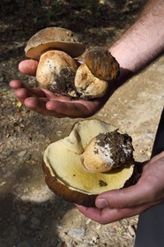 France, Var (83), Massif des Maures, Collobrières, cèpes fraichement cueillis