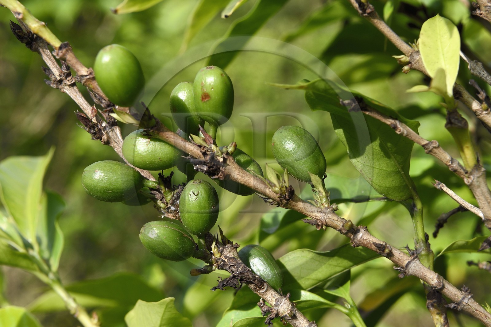 France, Ile de la Reunion, Saint Pierre, Jardin Botanique du Domaine du Café Grillé, caféier de Bourbon pointu (Coffea arabica var. laurina)