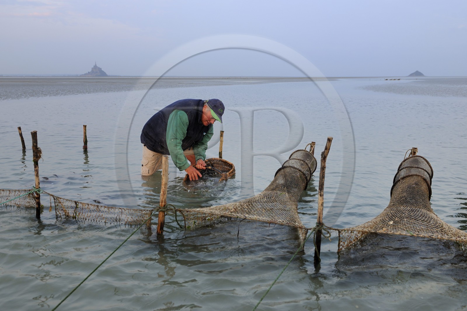 France, Manche, Bay of Mont Saint Michel, listed as World Heritage by UNESCO, Beach fisherman Guy Jugan lifting his nets full of Crangon crangon (grey shrimp) shrimps at dawn
