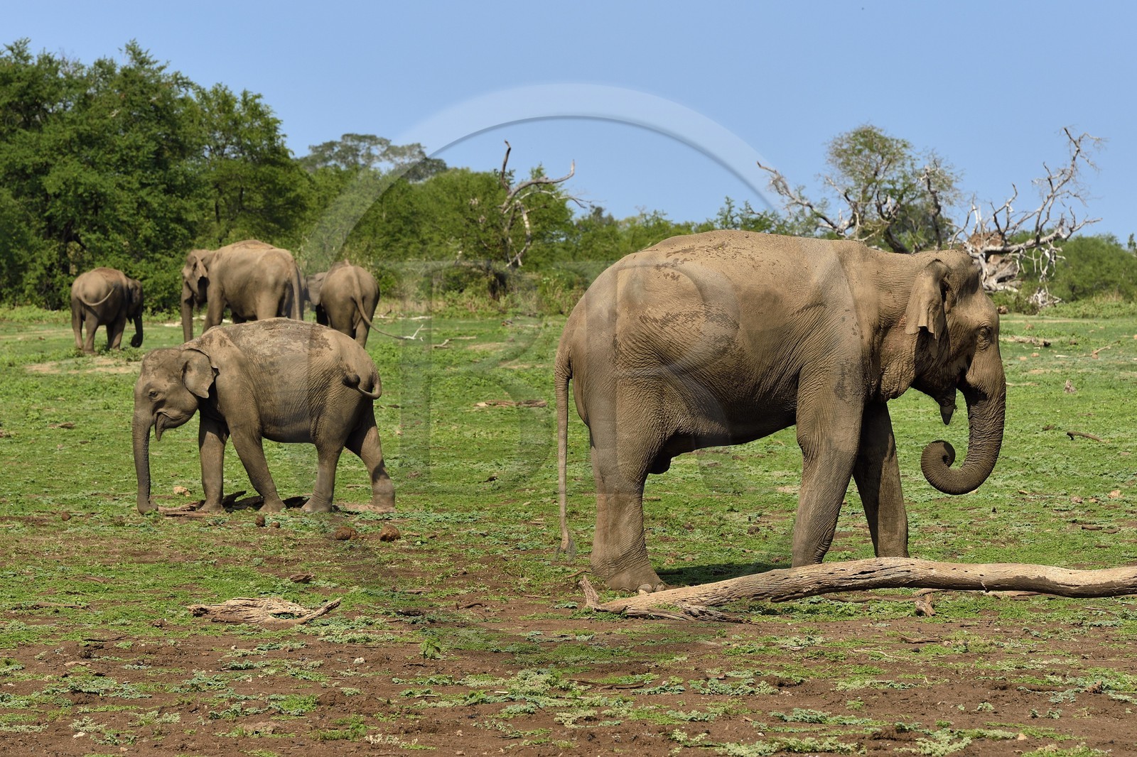 Sri Lanka, province d'Uva, Parc national d'Uda Walawe (Udawalawe National Park), éléphants d'Asie (Elephas maximus)