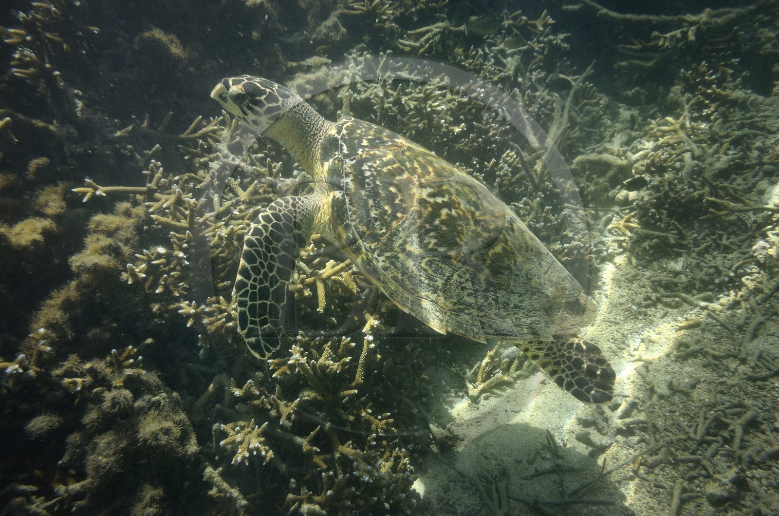 France, Ile de la Reunion, Côte Ouest, Saint-Gilles-Les-Bains (commune de Saint-Paul), le récif corallien du lagon de l'Ermitage, tortue verte (Chelonia mydas) (vue sous-marine)