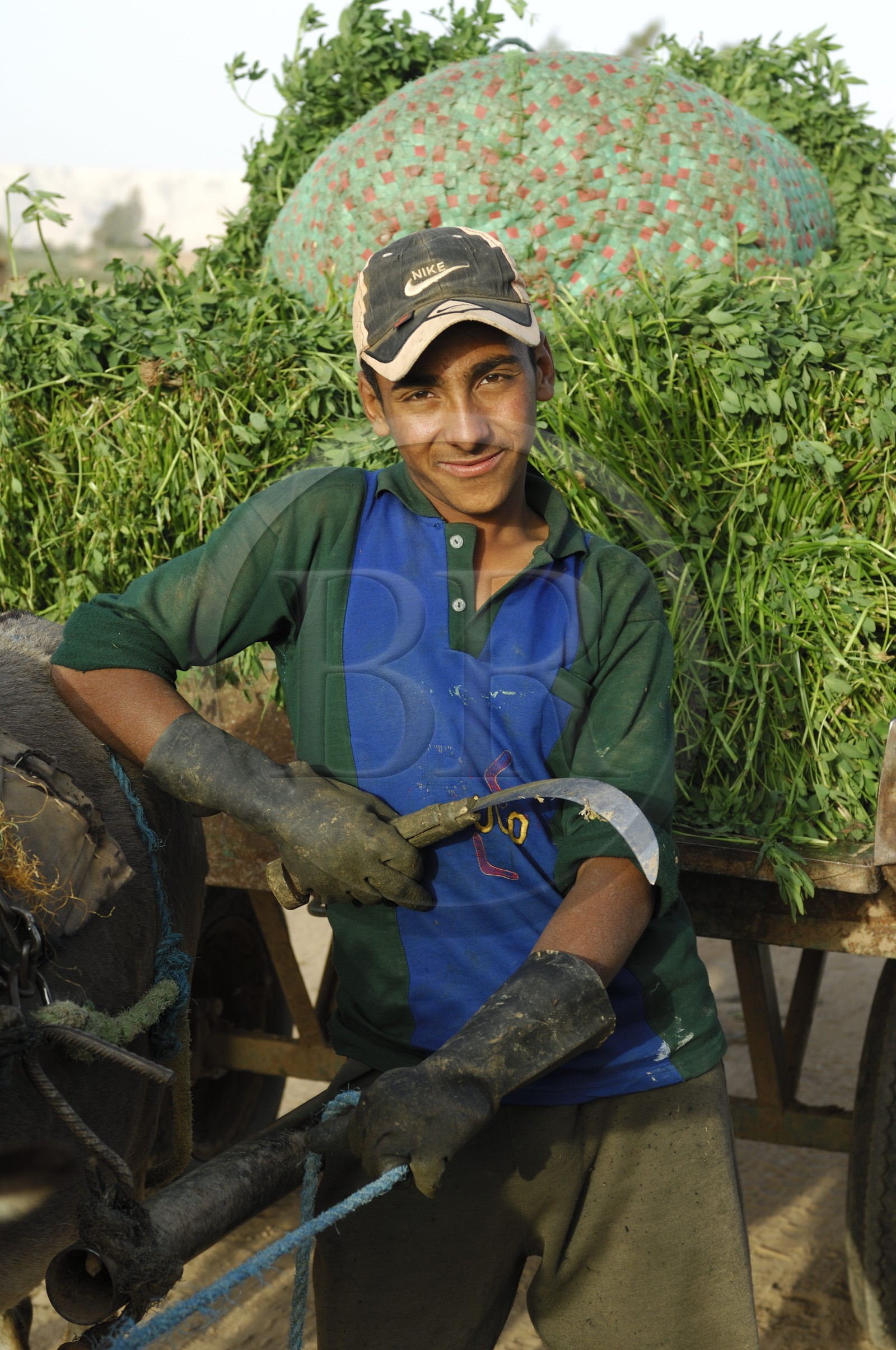 Egypte, désert libyque, oasis de Dakhla, travaux des champs