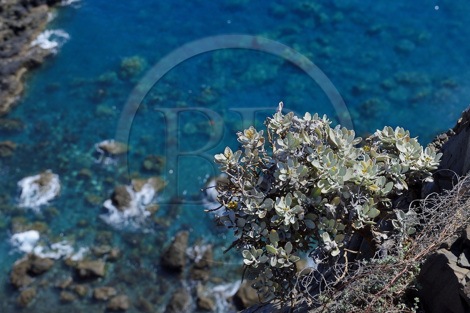 Portugal, Ile de Madère, randonnée dans la réserve naturelle de la Ponta de Sao Lourenço à l'extrême Est de l'ile, immortelles, plante endemiques de Madère