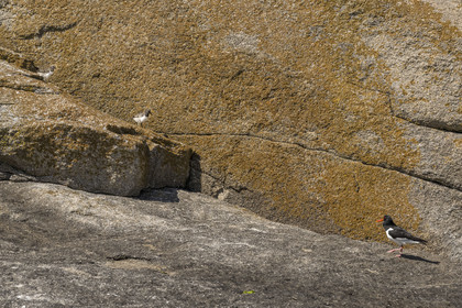France, Finistère, Abers Country (Pays des Abers), Ile Vierge (Virgin Island) in the Lilia archipelago, oystercatcher (Haematopus ostralegus)