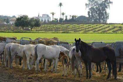 Espagne, Andalousie, province de Séville, Utrera, le haras Ayala (Yeguada Ayala), Pure race espagnole ou PRE (Pura Raza Espanola)