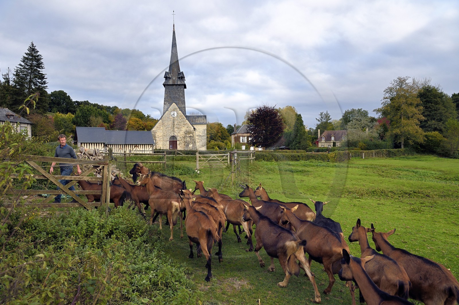 France, Calvados (14), Pays d'Auge, La Roque Baignard dont l'écrivain André Gide (1869-1951) fut maire, les chèvres des éleveurs Franz et Claire Gerl