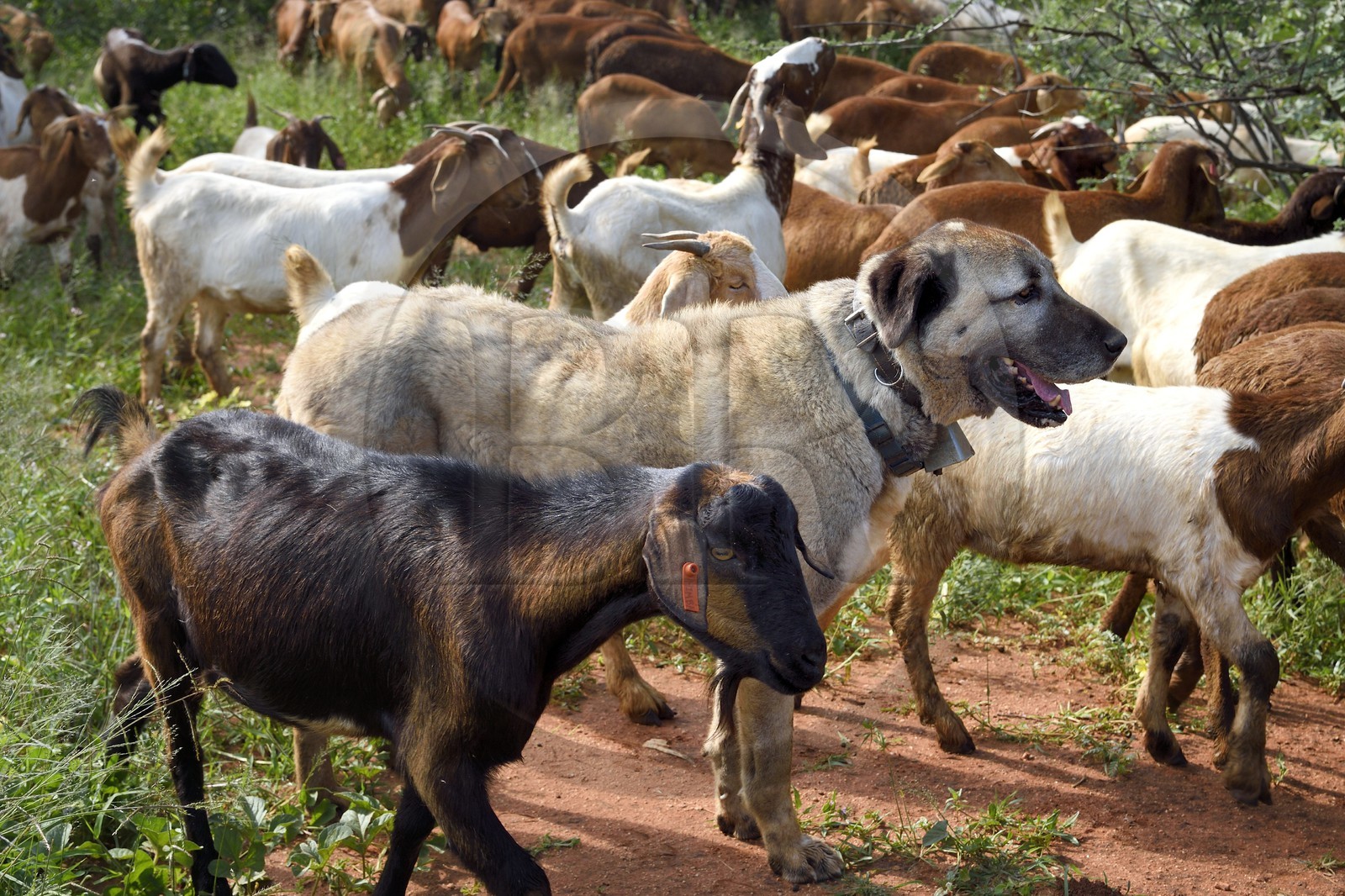 Namibie, Otjiwarongo, Cheetah Conservation Fund, centre de recherche et d'éducation, le Livestock Guarding Dog Program (programme chien de garde du bétail) du CCF a été très efficace pour réduire les taux de prédation et ainsi aussi l'inclinaison des agriculteurs à piéger ou tirer sur des guépards, chien Berger d'Anatolie aussi connu sous le nom de Kangal surveillant un troupeau de chèvres Boer et de moutons Damara