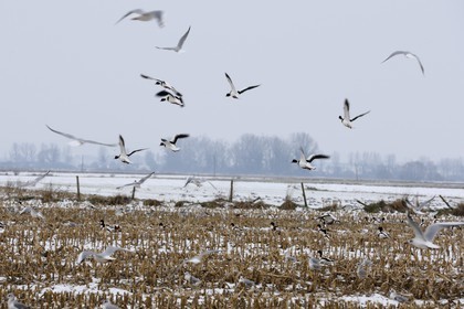 France, Ille-et-Vilaine (35), le polder du Mont-Saint-Michel, mouettes et canards