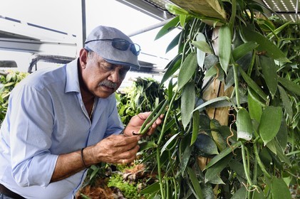 France, Ile de la Reunion, Saint-Louis, Domaine de Bellevue, producteur de vanille Planifolia biologique issues d'orchidées cultivées sous des panneaux photovoltaïques, Jean Edwards Saint-Lambert