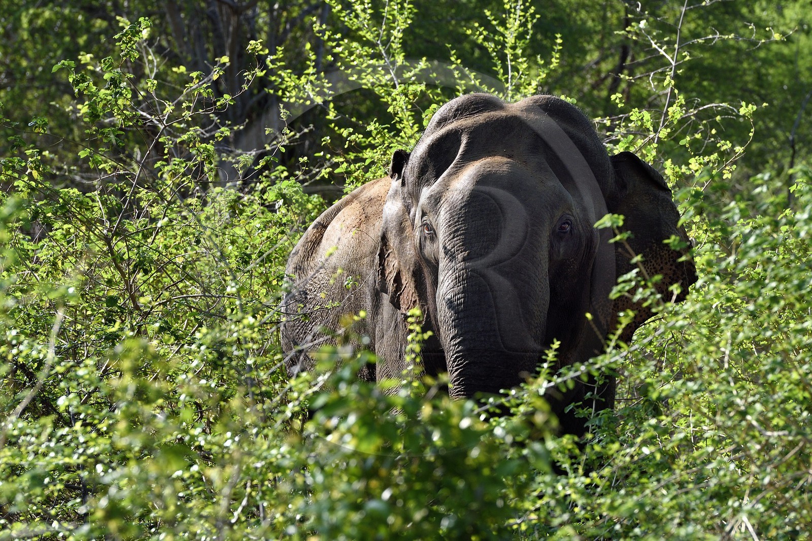 Sri Lanka, province d'Uva, Parc national d'Uda Walawe (Udawalawe National Park), éléphant d'Asie (Elephas maximus)