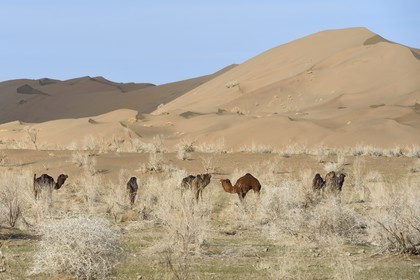 Iran, Isfahan province, Dasht-e Kavir desert, Mesr in Khur and Biabanak County, dromedaries (Camelus dromedarius) at the foot of sand dunes