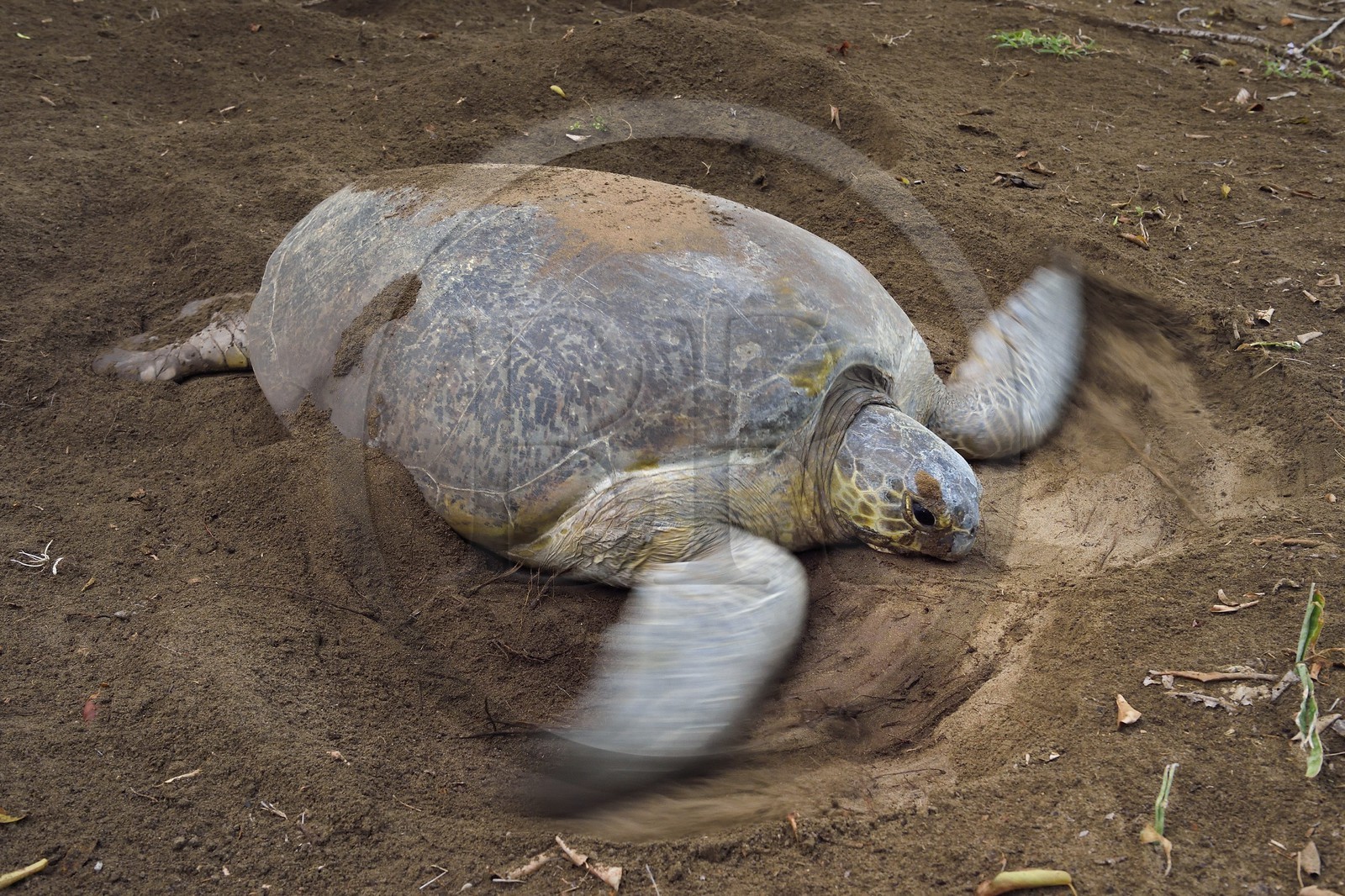 France, Ile de Mayotte, Grande-Terre, Kani-Keli, plage de N’Gouja, le Jardin Maoré, tortue (de mer) verte (Chelonia mydas) recouvrant de sable ses oeufs après la ponte