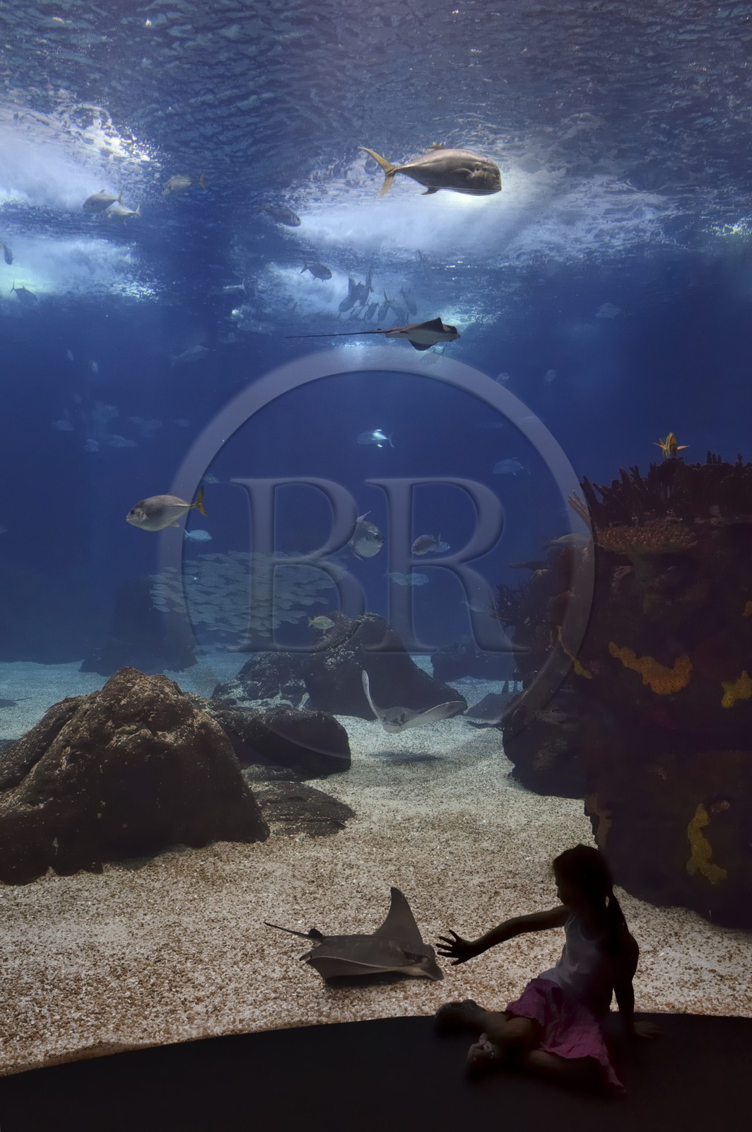 Portugal, Lisbonne, Parque das Nações (Parc des nations) construit pour l'exposition universelle de 1998, Oceanário (Oceanarium), aquarium