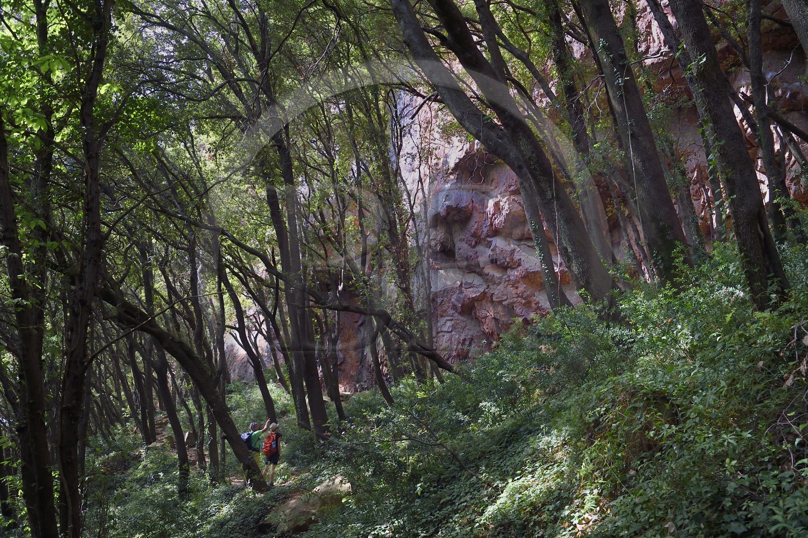 France, Var, between Bagnols en Foret and Roquebrune sur Argens, hike in the Gorges du Blavet