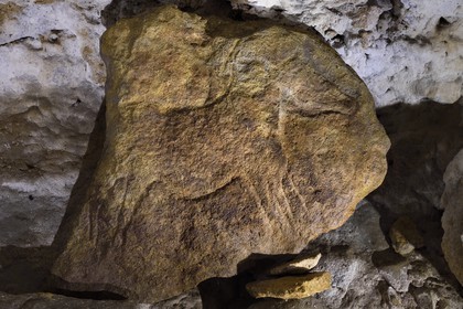 France, Dordogne (24), vallée de la Vézère, Sergeac, Site préhistorique de Castel Merle, gravure de cheval dans l'abri  Reverdit
