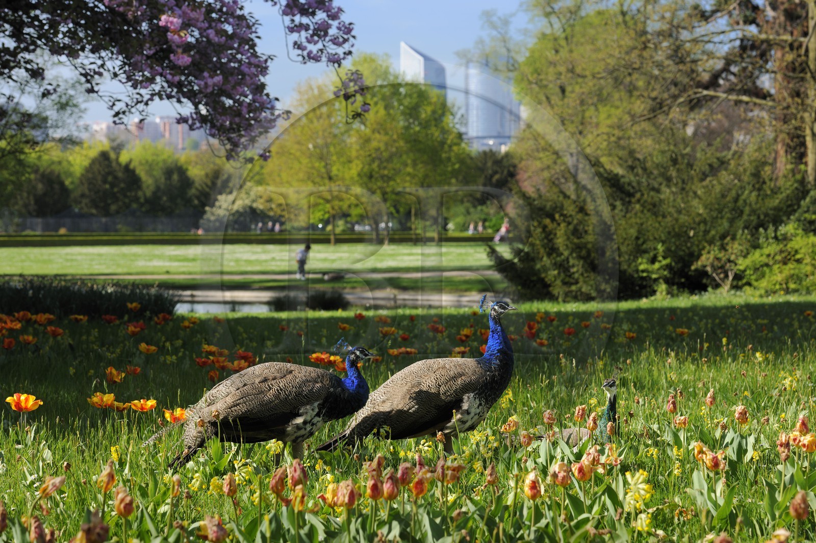 France, Paris (75), le Bois de Boulogne, parc de Bagatelle, paon