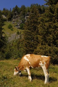 Switzerland, Canton of Vaud, Villars sur Ollon, hamlet of Bretaye
