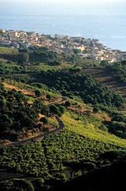 France, Pyrénées-Orientales (66), côte Vermeille, vignoble de Banyuls-sur-Mer et la ville