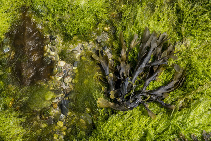 France, Finistère (29), Mer d'Iroise, archipel de Molène, Ile de Quéménès, algue verte et goémon noir sur l'estran à marée basse