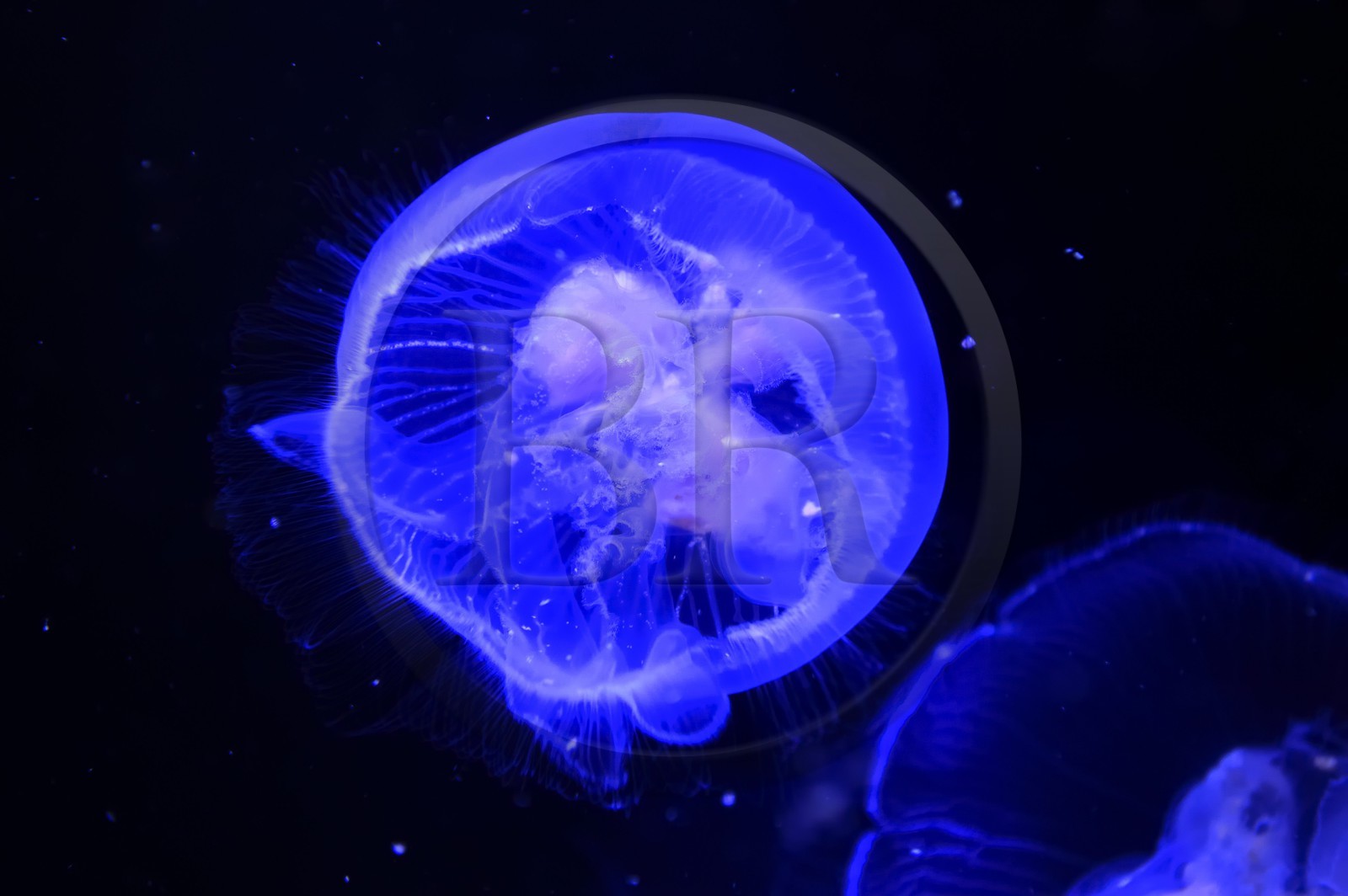 France, Charente-Maritime (17), La Rochelle, Aquarium La Rochelle, Mention obligatoire, méduse commune (Aurelia aurita) appelée aussi Aurélie, méduse bleue ou méduse lune