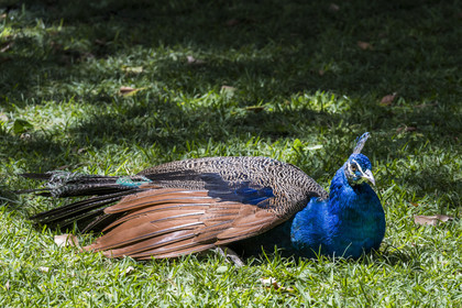 Spain, Andalusia, Seville, the Alcazar of Seville (Reales Alcazares de Sevilla), listed as World Heritage by UNESCO, peacock in the gardens