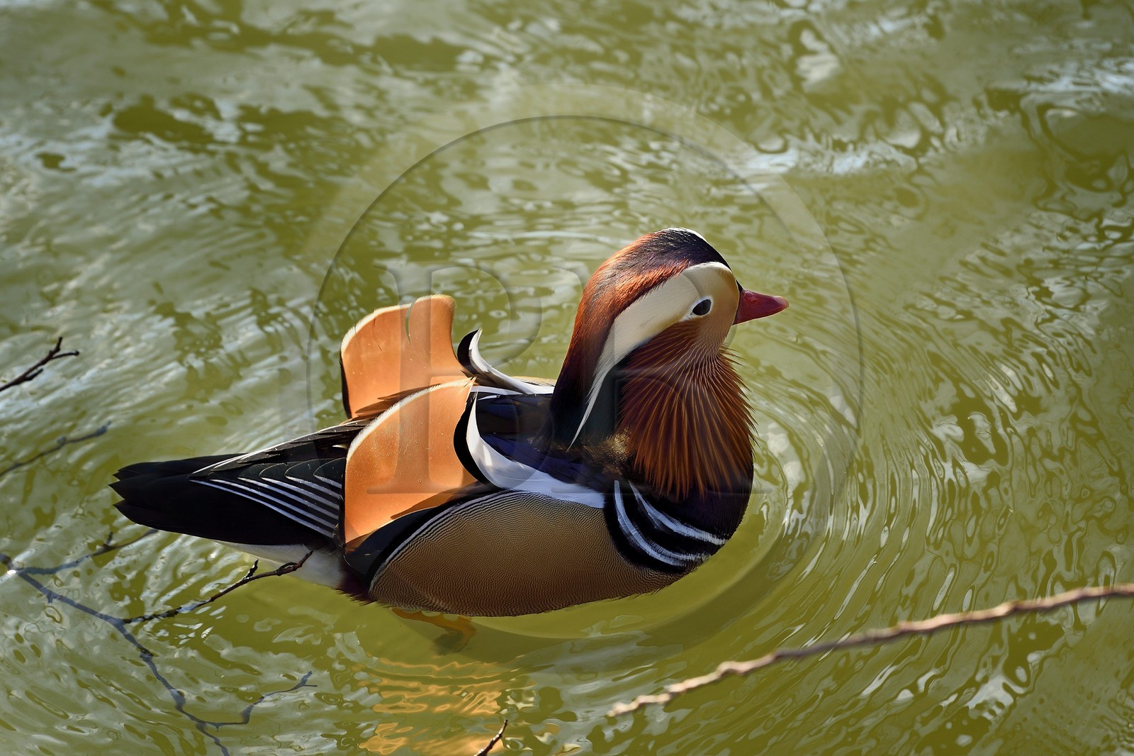 France, Val-de-Marne (94), les bords de Marne, Bry-sur-Marne, canard mandarin mâle (Aix galericulata)